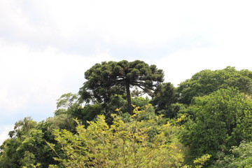 Araucária