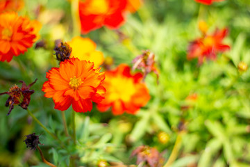 Orange Flowers nature