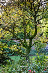 Ancient tree in walled garden