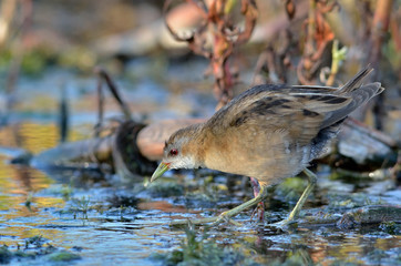 Little Crake (Porzana parva), Greece