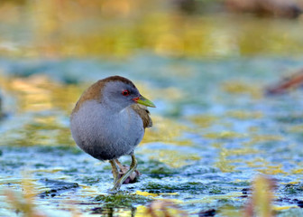 Little Crake (Porzana parva), Greece