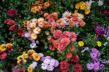 Marigolds in various colors, in selective focus in center). Most flowers intentionally blurred. Useful for backgrounds