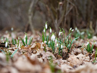 Spring Snowdrop flower (Galanthus)