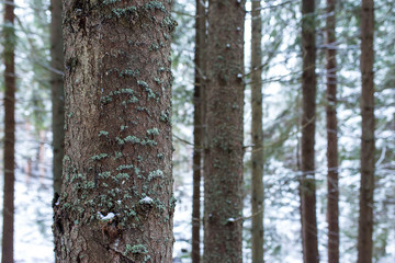 Pine tree bark close up shot at wintertime, shallow depth of field, copy space.