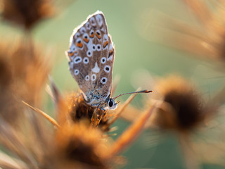 Chalkhill blue butterfly (Polyommatus coridon) on field eryngo plant (Eryngium campestre)