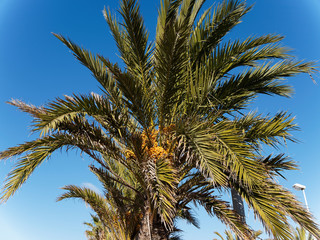 (Phoenix dactylifera) Dattier ou Palmier-dattier au grandes feuilles palmées, au régime de dattes...