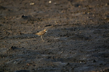 The Javan plover (Charadrius javanicus) is a species of bird in the family Charadriidae. It is endemic to Indonesia. Its natural habitats are sandy shores and intertidal flats.