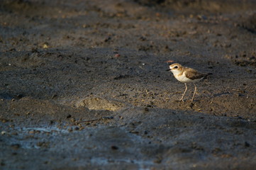 The Javan plover (Charadrius javanicus) is a species of bird in the family Charadriidae. It is endemic to Indonesia. Its natural habitats are sandy shores and intertidal flats