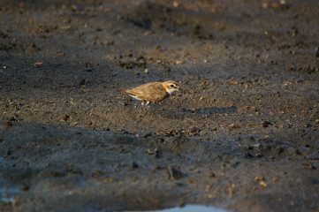 The Javan plover (Charadrius javanicus) is a species of bird in the family Charadriidae. It is endemic to Indonesia. Its natural habitats are sandy shores and intertidal flats