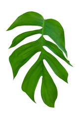 Fototapeta na wymiar monstera leaf isolated on white background with a cliping path