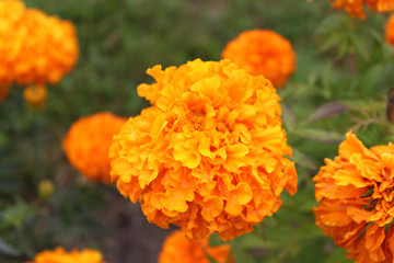 Many bright orange yellow marigold flowers in garden flower bed.