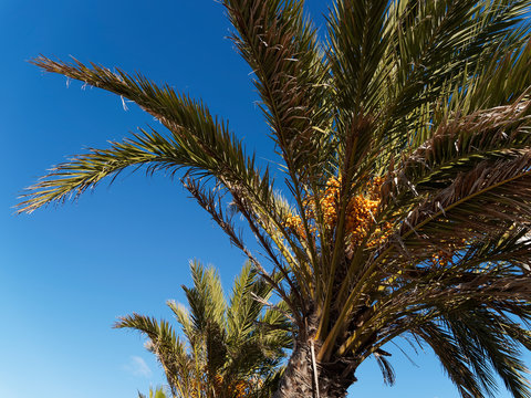 (Phoenix dactylifera) Couronne de Dattier ou Palmier-dattier aux grandes palmes dress&eacute;es dans le ciel bleu