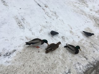 ducks in snow