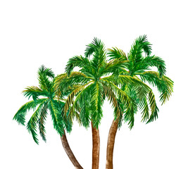 Watercolor hand painted palm illustration, isolated on white background. A bunch of three palm trees painting. Summer tropical beach and vacations themed design.