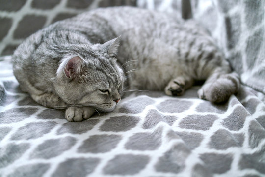 british cute cat sleeping on the couch.