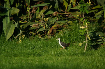 The white-breasted waterhen (Amaurornis phoenicurus) is a waterbird of the rail and crake family, Rallidae, that is widely distributed across South and Southeast Asia.