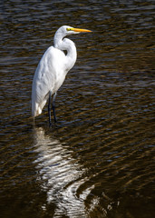 Great Egret with a nice reflection wading in a stream!
