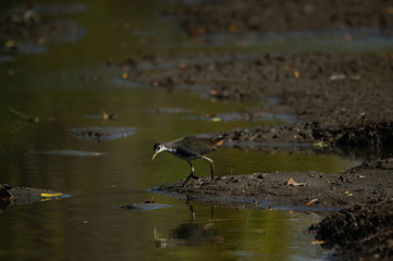 The white-breasted waterhen (Amaurornis phoenicurus) is a waterbird of the rail and crake family, Rallidae, that is widely distributed across South and Southeast Asia.