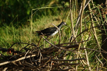 The white-breasted waterhen (Amaurornis phoenicurus) is a waterbird of the rail and crake family, Rallidae, that is widely distributed across South and Southeast Asia.