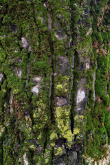 Mossy tree bark texture