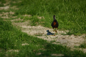 Naklejka premium The white-breasted waterhen (Amaurornis phoenicurus) is a waterbird of the rail and crake family, Rallidae, that is widely distributed across South and Southeast Asia.