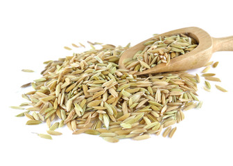 paddy on white background