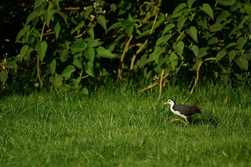 The white-breasted waterhen (Amaurornis phoenicurus) is a waterbird of the rail and crake family, Rallidae, that is widely distributed across South and Southeast Asia.