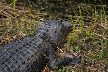 Fototapeta premium Everglades Florida Nature Alligator Gator Nahaufnahme