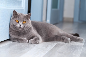 A beautiful domestic cat is resting in a light blue room, a gray Shorthair cat with yellow eyes looking at the camera - 312219520