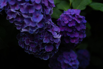 紫陽花