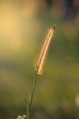 Grass flower with blurry background