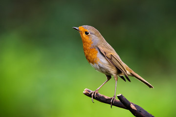 European Robinin in his environment. His Latin name is Erithacus rubecula.