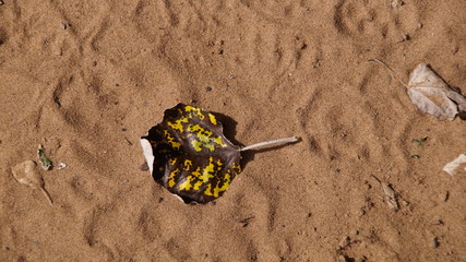 leaf in the sand