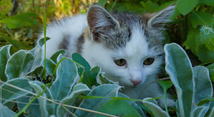cat in garden
