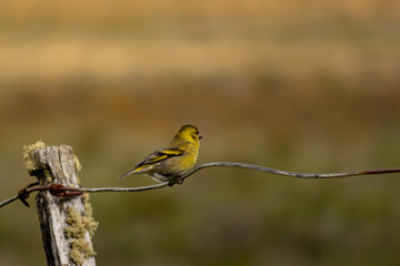 ave pequeña de color amarilla posando en alambrado (Carduelis barbata)