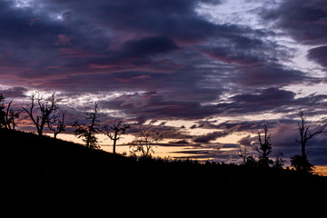 contraste de arboles en un atardecer de coloridas nubes 