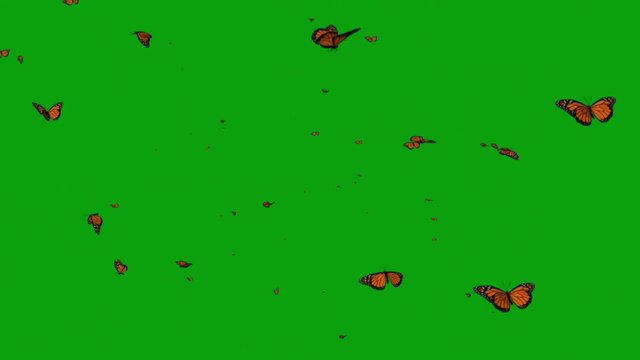 Flying butterflies with green screen background