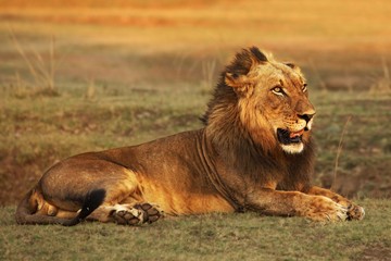 A Lion male (Panthera leo) lying in dry grassland and looking for the rest of his pride in morning sun.