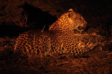 Plakat The African leopard (Panthera pardus pardus) female have a rest before the hunt. Hunting African Leopard with open mouth.
