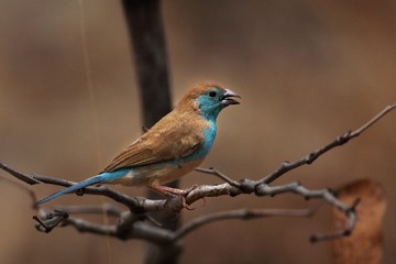 The Blue waxbill (Uraeginthus angolensis) sitting on a branch.