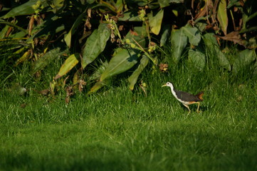 Obraz premium The white-breasted waterhen (Amaurornis phoenicurus) is a waterbird of the rail and crake family, Rallidae, that is widely distributed across South and Southeast Asia.