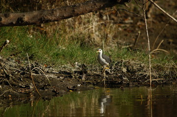 The white-breasted waterhen (Amaurornis phoenicurus) is a waterbird of the rail and crake family, Rallidae, that is widely distributed across South and Southeast Asia.