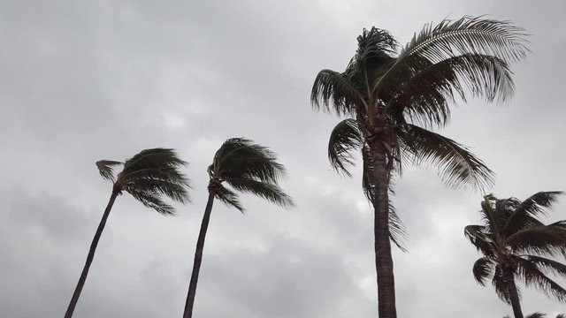 Tops of palm trees blowing wildly in the wind with dark storm clouds in the background
