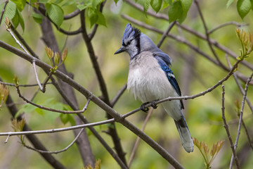 Blue Jay
