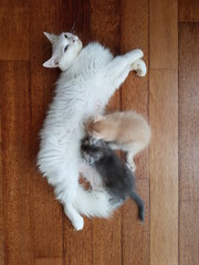MOther cat nursing kittens