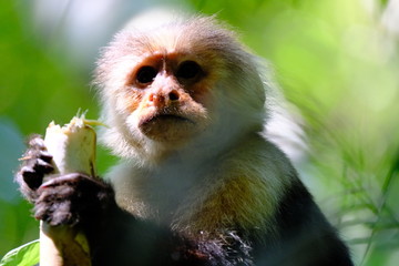 White face monkey in Costa Rica