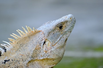 Iguana in Costa Rica 