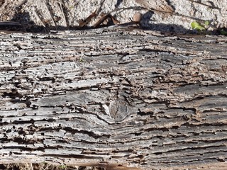 Textura de madera
