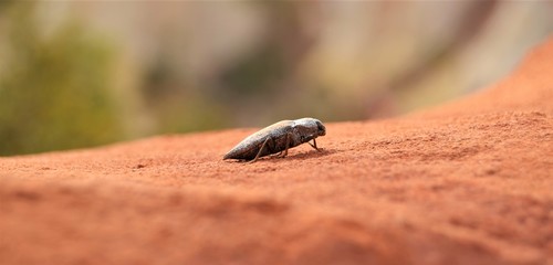 Portrait insecte