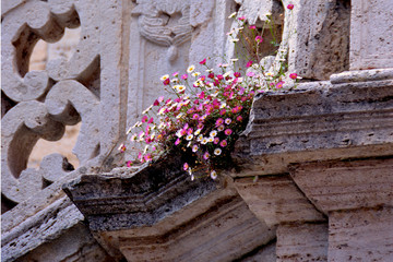 Fiori sulla pietra